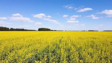Blooming rapeseed field with blue sky and clouds. Aerial drone view, birds eye view. The wind flutters the yellow rapeseed flowers. Rich harvest of blooming yellow rapeseed on a sunny day. 