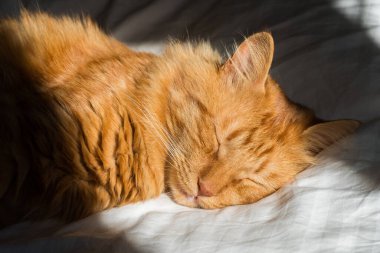 Ginger tabby cat lies on the bed in soft morning light, paw folded. Beautiful cozy cat. Home pets.