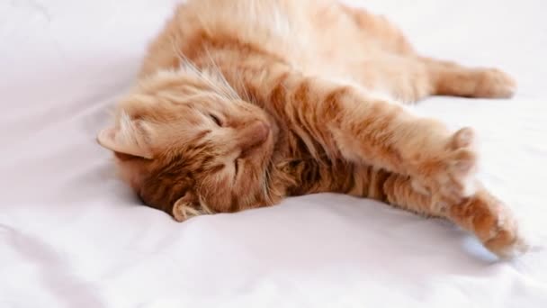 Ginger Tabby Kot Leży Łóżku Miękkim Świetle Poranka Łapy Złożone — Wideo stockowe