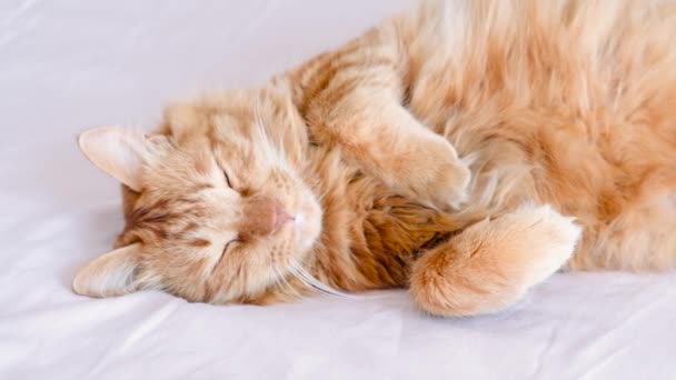 Ingwer Tabby Katze Liegt Auf Dem Bett Weichen Morgenlicht Pfote — Stockvideo