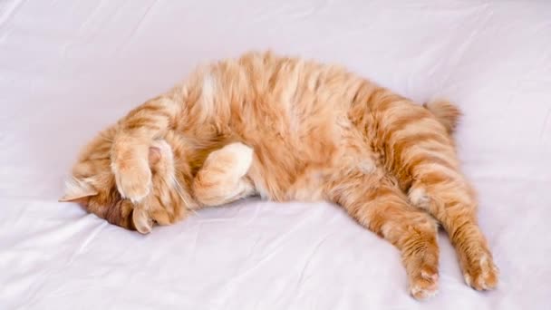 Ingwer Tabby Katze Liegt Auf Dem Bett Weichen Morgenlicht Pfote — Stockvideo