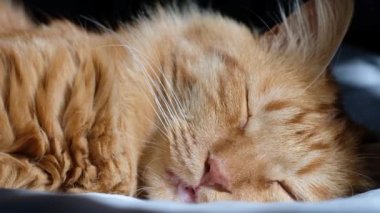 Zencefilli tekir kedi yumuşak sabah ışığında yatar, patisi katlıdır. Güzel, rahat bir kedi. Ev hayvanları.