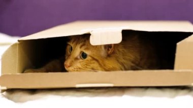 Kırmızı kızıl kedi oturma odasındaki karton kutuda oturuyor. Kocaman yeşil gözleri olan sevimli bir kedi. Tüylü soylu hayvan rahatlıyor. Küçük kankalar. Evcil hayvanı evde tutmak.