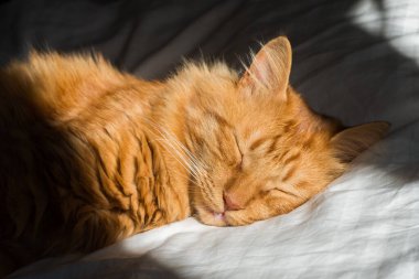 Ginger tabby cat lies on the bed in soft morning light, paw folded. Beautiful cozy cat. Home pets.