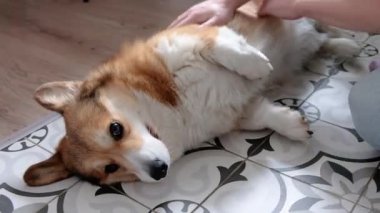 İnsan corgi köpeğinin karnını kaşır. Mutlu bir Galli Corgi masajdan zevk alır, yerde dinlenir..