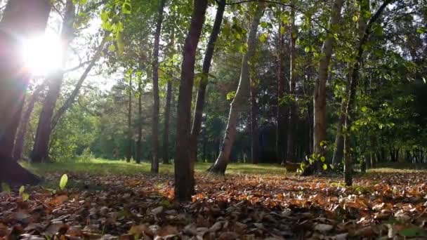 フレンドリーなウェールズで走るリトルブロンドの女の子コルギ子犬ペット 楽しんで 公園で遊んで ペットケア 動物生活 — ストック動画