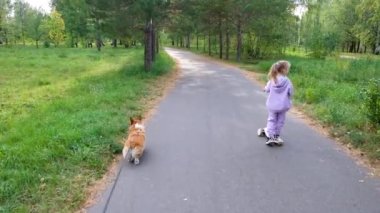 Dost canlısı Galli pembroke corgi evcil hayvanıyla scooter süren küçük sarışın kız eğleniyor, parkta oynuyor. Hayvan bakımı, hayvan hayatı. 
