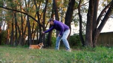 Galli Corgi Pembroke gülüşü ve mutluluğu. Parkta koşan sevimli bir köpek, sopayla oynayan, sahibinin etrafında dönen.
