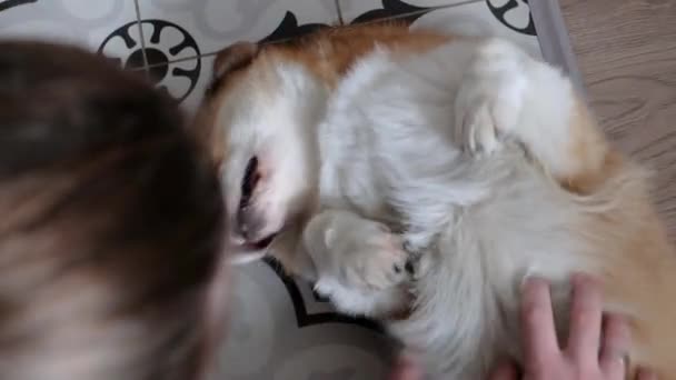 Ember Megvakarja Korgi Kutyájának Hasát Egy Boldog Walesi Corgi Élvezi — Stock videók