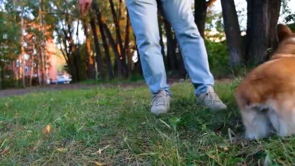威尔士科吉彭布罗克笑了 很开心 可爱的狗在公园里跑来跑去 玩木棍 绕着主人转 — 图库视频影像