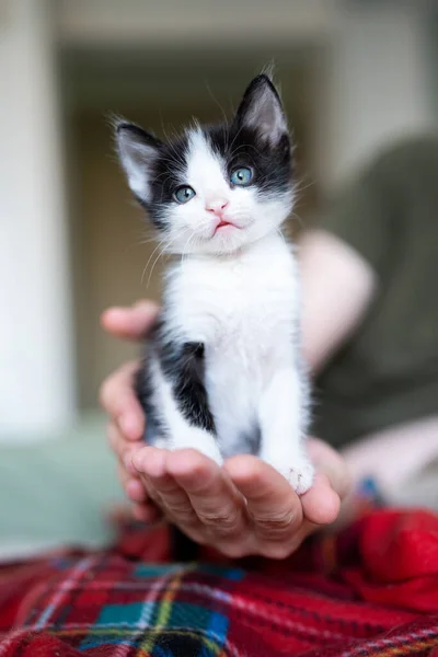 Cute Little Black White Kitten Portrait Sitting Owner Hand Young — Stock Photo, Image