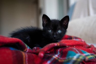 Cute black kitten portrait playing lying posing at the camera. Little pet pure love concept. Pussy cat innocent baby animal domestic pet. Care adoption animal shelter.