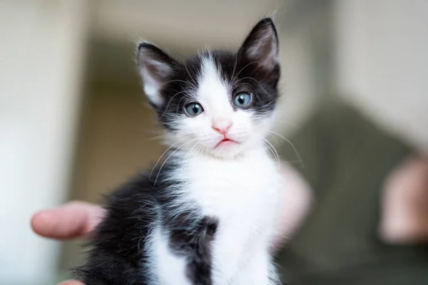 Cute little black and white kitten portrait sitting on owner hand. Young cute little kitty at home. Cute funny home pets. Domestic animal and young kittens.