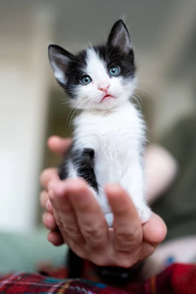 Cute little black and white kitten portrait sitting on owner hand. Young cute little kitty at home. Cute funny home pets. Domestic animal and young kittens.
