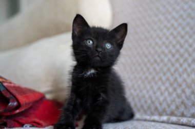 Cute black kitten portrait playing lying posing at the camera. Little pet pure love concept. Pussy cat innocent baby animal domestic pet. Care adoption animal shelter.
