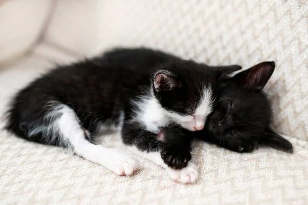 Dos Gatitos Domésticos Blancos Negros Durmiendo Acostados Sobre Una Manta —  Fotos de Stock