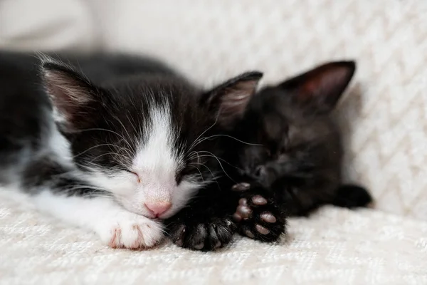 Dos Gatitos Domésticos Blancos Negros Durmiendo Acostados Sobre Una Manta —  Fotos de Stock