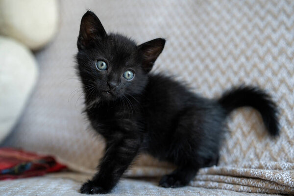 Cute black kitten portrait playing lying posing at the camera. Little pet pure love concept. Pussy cat innocent baby animal domestic pet. Care adoption animal shelter.