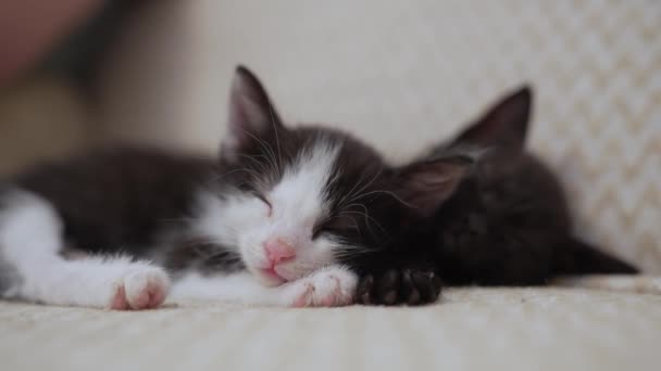白と黒の家庭用子猫2匹が寝て ソファーの白い光の毛布の上に横たわっている スリープ猫 愛らしいペットの概念 — ストック動画
