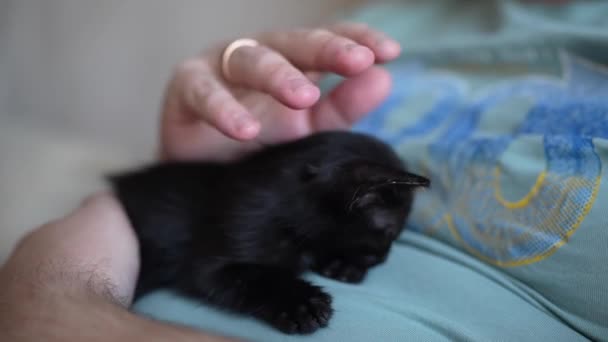 Cute Black Kitten Portrait Sleeping Owners Belly Little Pet Pure — Stockvideo