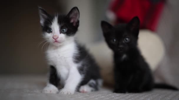 Kanepede Oturan Sevimli Siyah Beyaz Kedi Yavrusu Evde Küçük Sevimli — Stok video