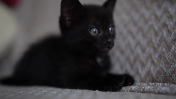 Cute Black Kitten Portrait Playing Lying Posing Camera Little Pet — Stok video