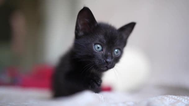 Cute Black Kitten Portrait Playing Lying Posing Camera Little Pet — Stockvideo