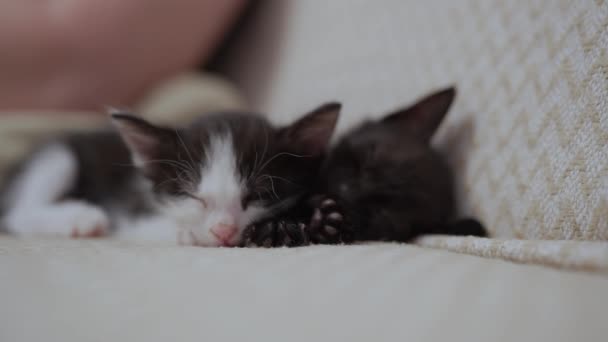 Twee Witte Zwarte Huiskatjes Slapen Liggend Witte Lichtdeken Bank Slaap — Stockvideo