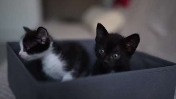 Kanepedeki Kutuda Oturan Sevimli Siyah Beyaz Kedi Yavrusu Evde Küçük — Stok video