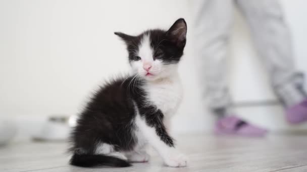 Cute Black White Kitten Portrait Playing Lying Posing Camera Concept — Stockvideo