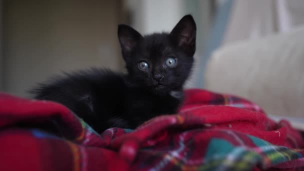 Cute Black Kitten Portrait Sleeping Lying Red Blanket Little Pet — Stockvideo