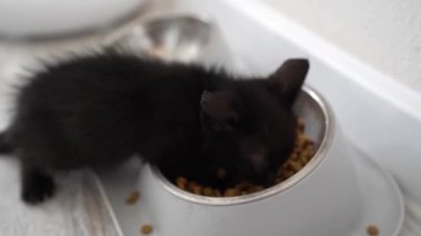 Cute black kitten eating food from a large bowl. Little pet pure love concept. Pussy cat innocent baby animal domestic pet. Care adoption animal shelter.