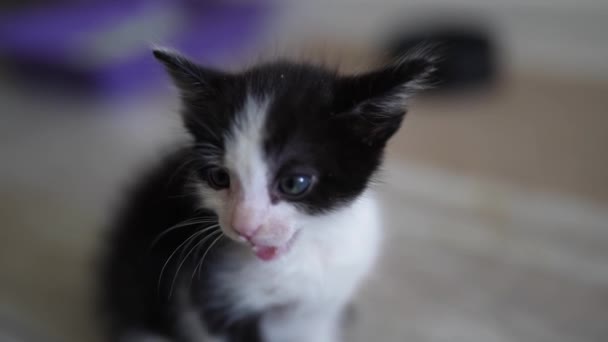 Cute Black White Kitten Portrait Licks Washes Hearty Meal Satisfied — Wideo stockowe