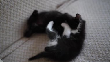 İki Şirin Siyah-Beyaz Kedi Yavrusu Oynuyor ve Kavga Ediyor. Sevimli Kedi Evcil Hayvanı.