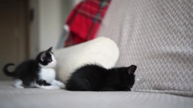 İki Şirin Siyah-Beyaz Kedi Yavrusu Oynuyor ve Kavga Ediyor. Sevimli Kedi Evcil Hayvanı.