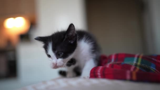 Cute Black White Kitten Portrait Licking Washing Little Pet Pure — Video Stock
