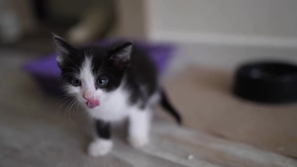 Cute Black White Kitten Portrait Licks Washes Hearty Meal Satisfied — Video Stock