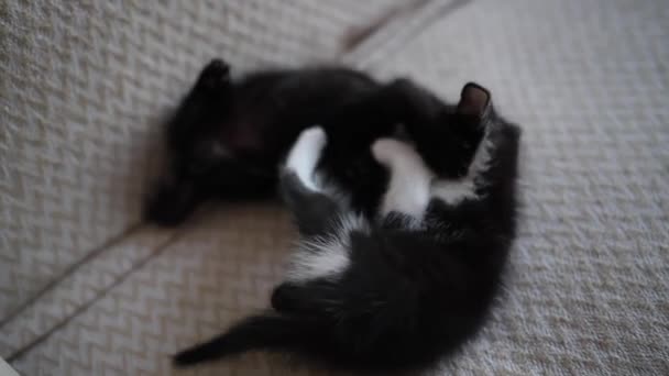 Два Симпатичных Черно Белых Котенка Играют Борются Мбаппе Домашних Питомцах — стоковое видео