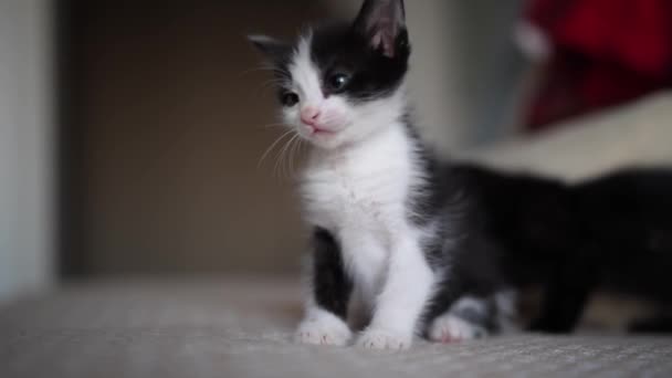 Kanepede Oturan Sevimli Siyah Beyaz Kedi Yavrusu Evde Küçük Sevimli — Stok video