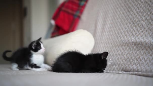 Due Simpatici Gattini Bianco Nero Che Giocano Combattono Concetto Adorabile — Video Stock