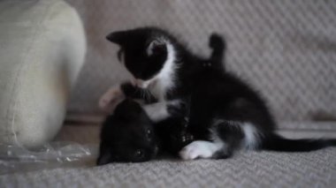 İki Şirin Siyah-Beyaz Kedi Yavrusu Oynuyor ve Kavga Ediyor. Sevimli Kedi Evcil Hayvanı.