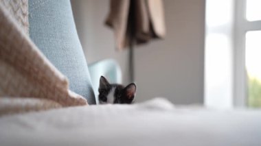 Cute black and white kitten portrait playing lying posing at the camera. Little pet pure love concept. Pussy cat innocent baby animal domestic pet. Care adoption animal shelter.