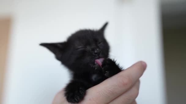 Cute Black Kitten Portrait Licking Washing Owners Hands Little Pet — Vídeos de Stock