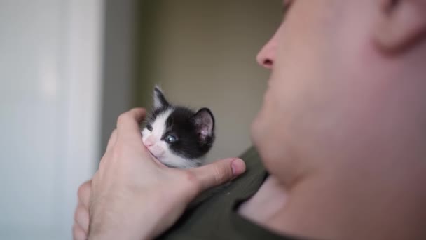 Little Kitten Hands Caring Owner Satisfied Well Fed Baby Kitten — Stock Video