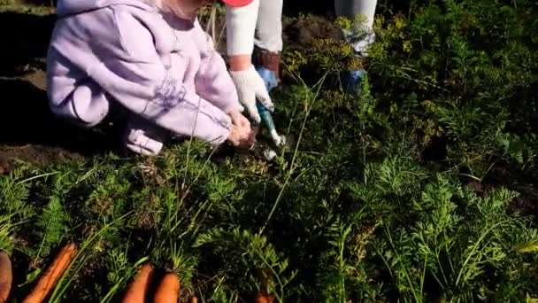 祖母と孫娘は夏の終わりの週末に庭でニンジンを収穫します 有機農産物の収穫の概念 新鮮な野菜 — ストック動画