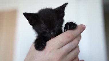 Cute black kitten portrait licking and washing in the owners hands. Little pet pure love concept. Pussy cat innocent baby animal domestic pet. Care adoption animal shelter