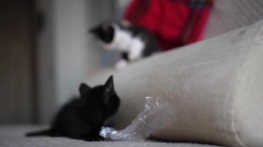 İki Şirin Siyah-Beyaz Kedi Yavrusu Oynuyor ve Kavga Ediyor. Sevimli Kedi Evcil Hayvanı.