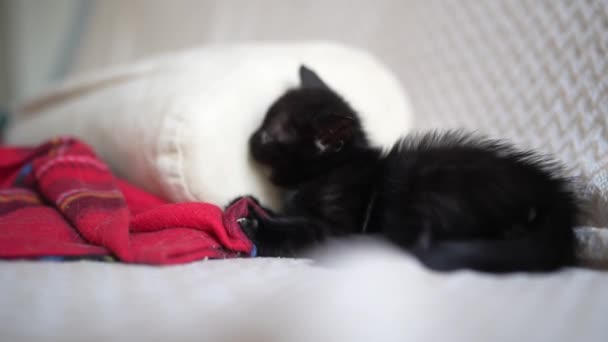 Cute Black Kitten Portrait Playing Lying Posing Camera Little Pet — Vídeos de Stock