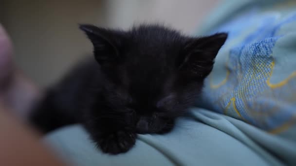 Cute Black Kitten Portrait Sleeping Owners Belly Little Pet Pure — Video Stock