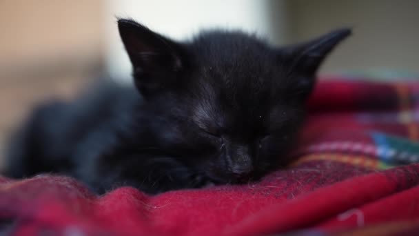 Cute Black Kitten Portrait Sleeping Lying Red Blanket Little Pet — Video Stock